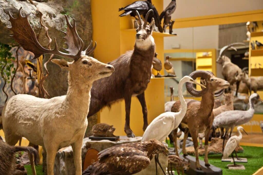 Taxidermy Cleaning | Taxidermy Restoration | Taxidermy Extermination | Two by Two Taxidermy