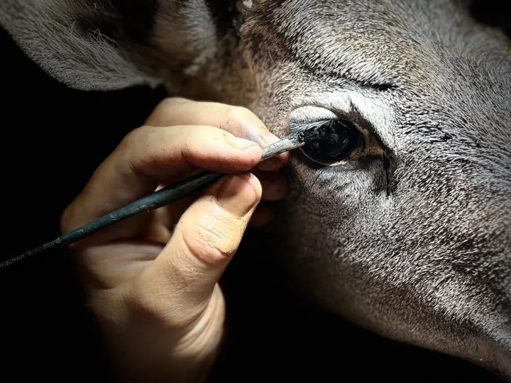 Close-up of a taxidermist’s brush cleaning a glass eye on a deer mount’s socket, detailed fur visible, taxidermy services.