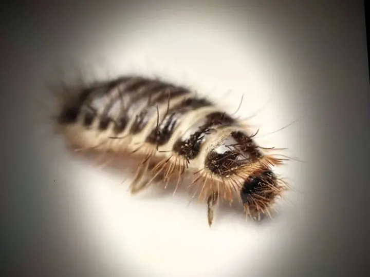 A moth on a white surface