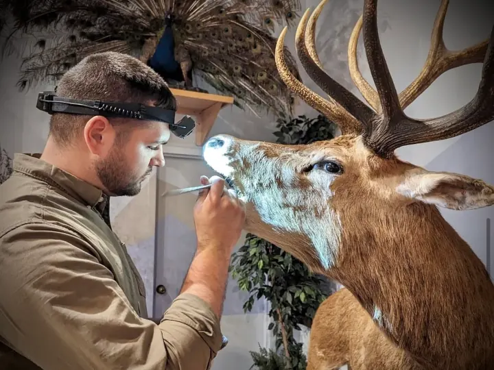 A man restoring a deer mount