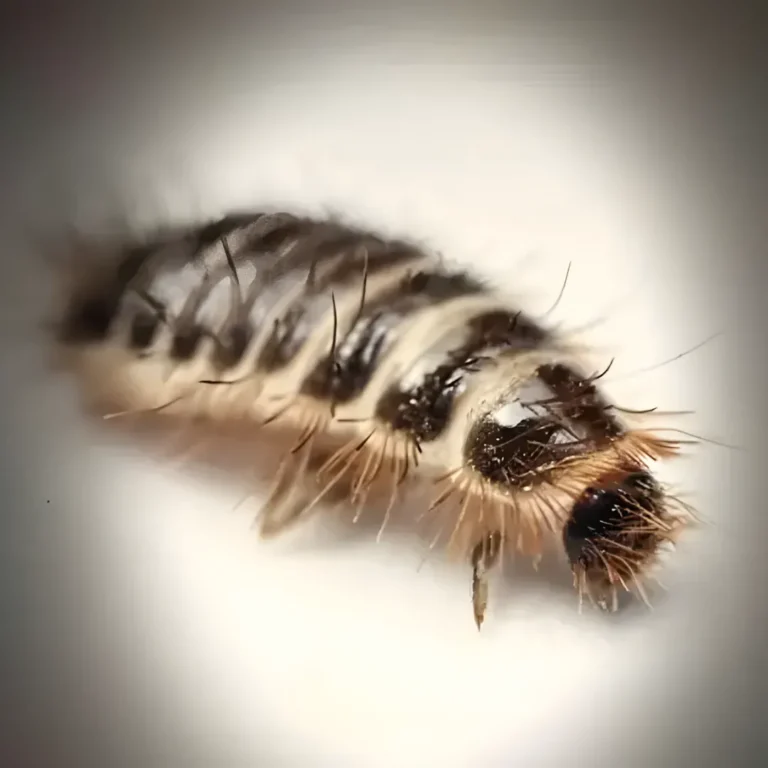 Macro view of a small, segmented, bristly dermestid larva on a light background.
