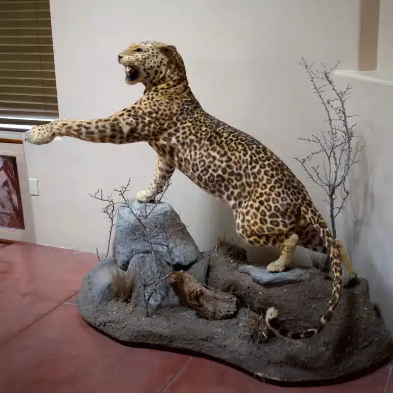 Life-size leopard taxidermy posed with front paw raised on a rock-and-soil display base against an interior wall.
