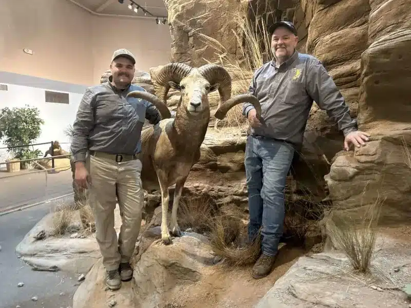 Two men in matching work shirts standing on either side of a mounted bighorn sheep posed on artificial rock and grasses.